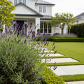 Essence Purple Lavender Plant - Lavandula angustifolia