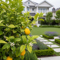 Allen Eureka Lemon Tree - Citrus limon 'Eureka'