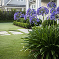Ever Twilight? Agapanthus Plant