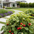 Everbearing Strawberry Bush - USDA Organic - Fragaria ? ananassa