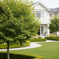 Everclear? Lacebark Elm Tree - Ulmus parvifolia 'Everclear'