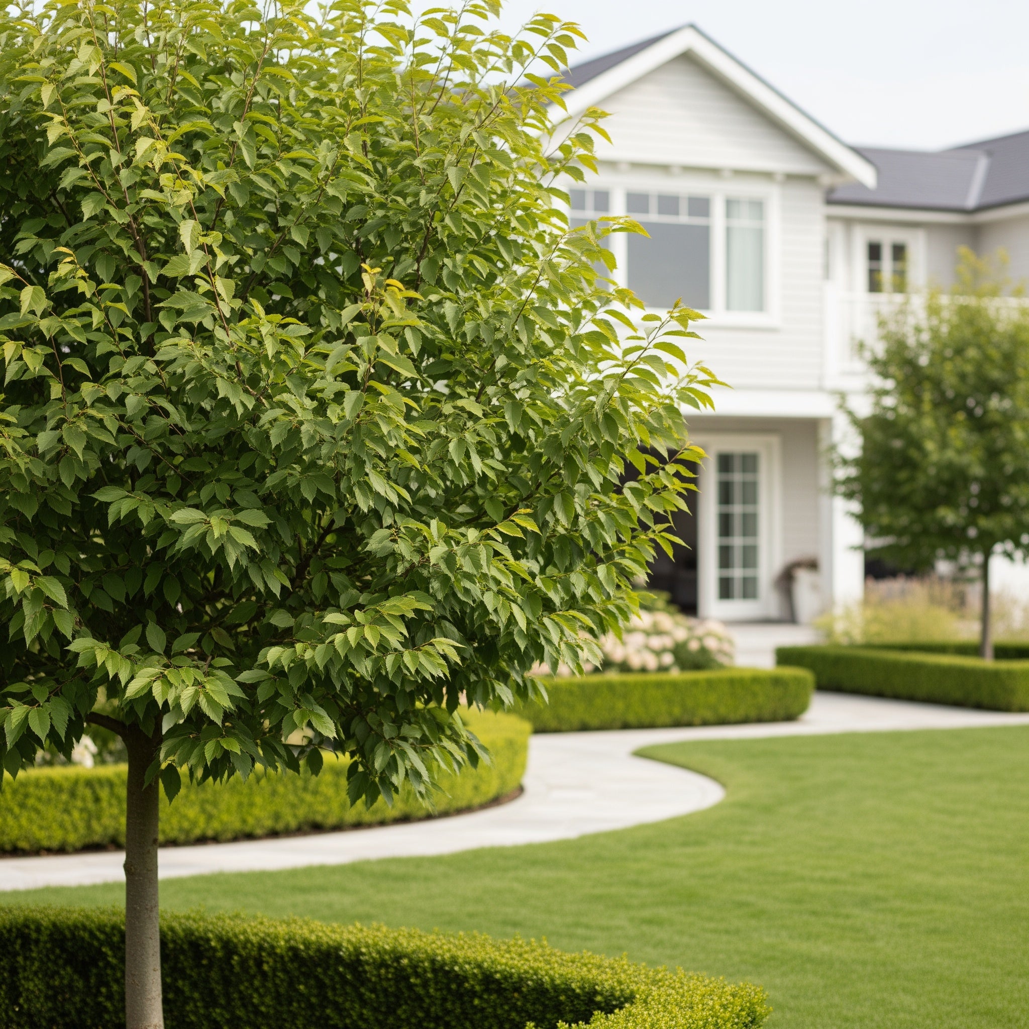 Everclear? Lacebark Elm Tree - Ulmus parvifolia 'Everclear'