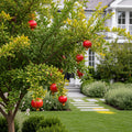 Eversweet Pomegranate Tree - Punica granatum 'Eversweet'