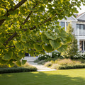 Everton Broom Ginkgo Tree - Ginkgo biloba 'Everton'