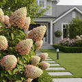 Proven Winners? Fairytrail Fresco? Cascade Hydrangea