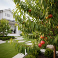 Fantasia Nectarine Tree