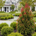 Southern Living? Fire Chief? Thuja Shrub - Thuja occidentalis 'Fire Chief'