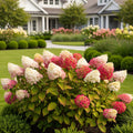 Proven Winners? Fire Light Tidbit? Hydrangea