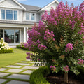 First Editions? Plum Magic? Crape Myrtle - Lagerstroemia