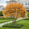 Bloomables? Flame Thrower? Redbud Tree - Cercis canadensis