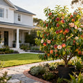Flavor Queen Pluot? - Prunus hybrid