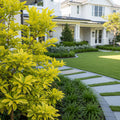 Southern Living? Florida Sunshine Illicium - Illicium parvifolium 'Florida Sunshine'