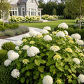 FlowerFull? Smooth Hydrangea - Hydrangea arborescens