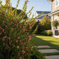 Flowering Quince - Chaenomeles