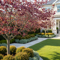 Forest Pansy Redbud - Cercis canadensis 'Forest Pansy'