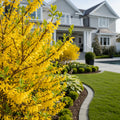 Lynwood Gold Forsythia Shrub - Forsythia ? intermedia 'Lynwood Gold'