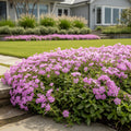 Fort Hill Creeping Phlox Plant - Phlox subulata 'Fort Hill'