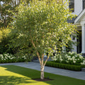 Fox Valley? River Birch Tree - Betula nigra 'Fox Valley'