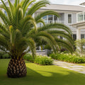 Foxtail Palm Tree - Wodyetia bifurcata