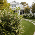 Fragrant Valley Sarcococca Shrub - Sarcococca confusa