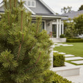Frank Austrian Pine Tree - Pinus nigra 'Frank'