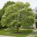 Franklin Tree - Franklinia alatamaha