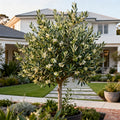 Frantoio Olive Tree - Olea europaea 'Frantoio'