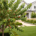 Frost Proof Peach - Prunus persica
