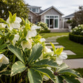 FrostKiss? Molly's White? Hellebore - Helleborus