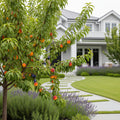 Fruit Cocktail Tree