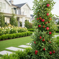 Fruit Snacks? All Red? Columnar Apple Tree - Malus domestica