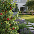 Fruit Snacks? Blushing Pearl? Columnar Peach Tree