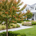 Galaxy Peach Tree - Prunus persica