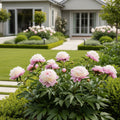 Garden Candy? Amy Jo Itoh Peony Plant - Paeonia