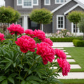 Garden Candy? Candy Apple Itoh Peony Bush - Paeonia
