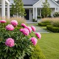 Garden Candy? Double Bubble Pink? Itoh Peony Plant - Paeonia