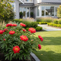 Garden Candy? Hot Tamale? Itoh Peony Shrub