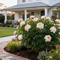 Garden Candy? Lacey Ryan? Itoh Peony Shrub
