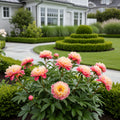Garden Candy? Simply Scrumptious? Itoh Peony Plant - Paeonia