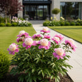 Garden Candy? Sweet Treat? Itoh Peony Plant - Paeonia