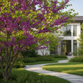 Garden Gems Amethyst Falls Redbud Tree - Cercis canadensis 'Amethyst Falls'