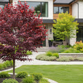 Garden Gems? Amethyst Redbud Tree - Cercis canadensis