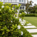 Gardenia Buttons Shrub - Gardenia jasminoides 'Buttons'