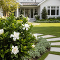 Proven Winners? Steady As She Goes? Gardenia Shrub