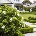 Gardenia 'Veitchii' Shrub - Gardenia jasminoides 'Veitchii'