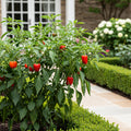 Gardenuity? Salsa Patio Garden