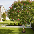 Garnet King? Emerald Empire? Crape Myrtle Tree - Lagerstroemia