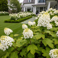 Proven Winners? Gatsby Glow Ball? Oakleaf Hydrangea - Hydrangea quercifolia