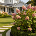 Proven Winners? Gatsby Pink? Oakleaf Hydrangea Shrub - Hydrangea quercifolia 'Gatsby Pink'