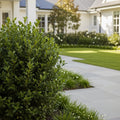 Proven Winners? Gem Box? Holly Shrub - Ilex glabra 'Gem Box'